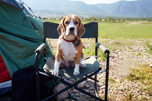 Top 6 Dog-Friendly Camping Spots in Northland